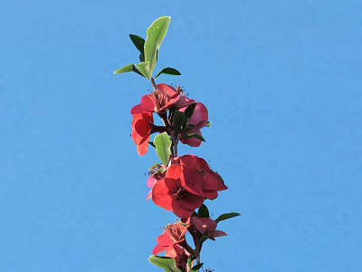 Vibrant Red Flowers with Fresh Green Leaves Blooming Against Blue Sky 3d model
