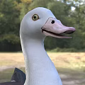 A Duck with Spread Wings Standing On Grassland Outdoor Natural Setting
