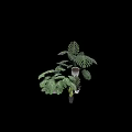 Indoor Garden Decor With Monstera Plants And Various Leafy Green Potted Accents