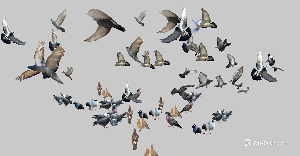 Flying and Gathered Pigeons With Various Feather Colors And Dynamic Movements 3d model 