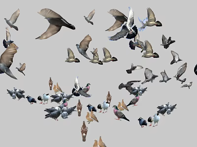 Flying and Gathered Pigeons With Various Feather Colors And Dynamic Movements 3d model