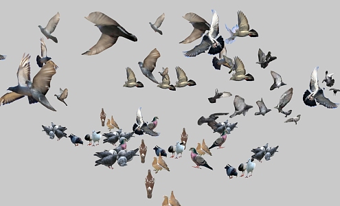 Modern Bird Combination 3d model