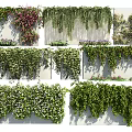 Various Climbing Vines With Hanging Green Foliage And Small Flowers On Wall Background