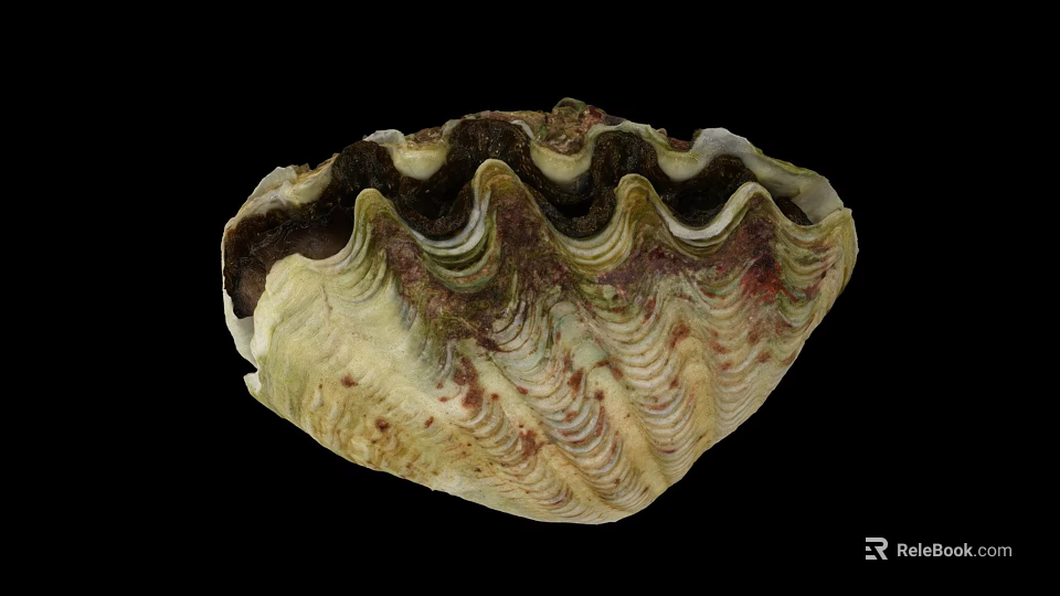 Symbiotic Marine Plant Algae Growing On Giant Clam Shell With Wavy Patterns And Green Hues 3d model 