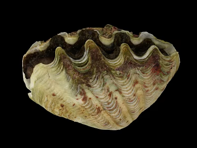 Symbiotic Marine Plant Algae Growing On Giant Clam Shell With Wavy Patterns And Green Hues 3d model