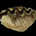 Symbiotic Marine Plant Algae Growing On Giant Clam Shell With Wavy Patterns And Green Hues