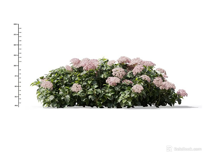 Vibrant Pink Hydrangea Bush with Lush Green Leaves and Dense Blooming Foliage 3d model 