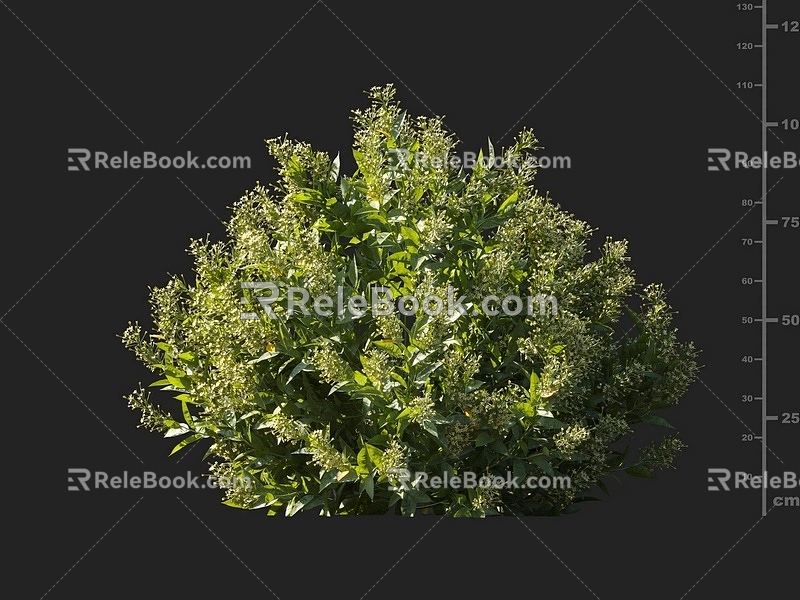 Night Fragrant Wood Pleasant Yellow Flower Night Fragrant Tree Flowering Shrubs Yellow Flower Shrubs Ornamental Shrubs Courtyard Shrubs Garden Shrubs Night Flower Jasmine 3d model