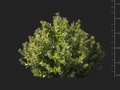 Night Fragrant Wood Pleasant Yellow Flower Night Fragrant Tree Flowering Shrubs Yellow Flower Shrubs Ornamental Shrubs Courtyard Shrubs Garden Shrubs Night Flower Jasmine 3d model