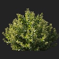 Night Fragrant Wood Pleasant Yellow Flower Night Fragrant Tree Flowering Shrubs Yellow Flower Shrubs Ornamental Shrubs Courtyard Shrubs Garden Shrubs Night Flower Jasmine 3d model