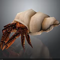Hermit Crab Carrying Pink Spiral Shell With Red Legs And White Spots