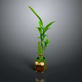 Small Bamboo Plant with Green Leaves in Owl Shaped Decorative Pot