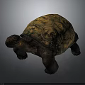 Large Brown Tortoise With Yellow Patterned Shell And Sturdy Legs On Gray Background 3d model