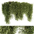 Lush Green Leafy Shrubs With Hanging Branches For Garden Landscaping Decor