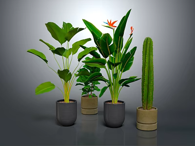 Various Indoor Potted Plants with Green Leaves and Colorful Flowers in Ceramic Pots 3d model