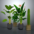 Various Indoor Potted Plants with Green Leaves and Colorful Flowers in Ceramic Pots