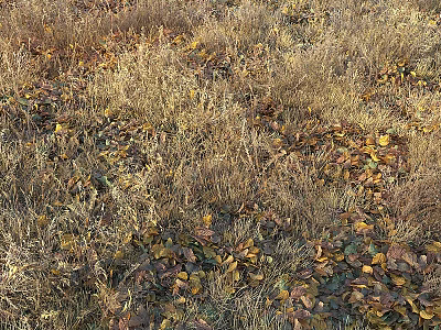 Natural Outdoor Ground Cover Landscape With Dried Grass And Fallen Leaves 3d model
