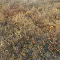 modern autumn deciduous dry grass 3d model