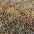 modern autumn deciduous dry grass 3d model