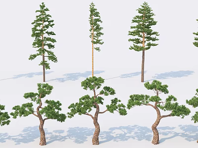 Diverse Arbor Types Featuring Varied Heights Unique Canopy Shapes And Textured Trunks 3d model