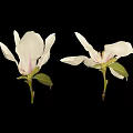 White Magnolia Plant With Blooming Flowers Bud And Black Seeds