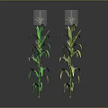 Two Green Corn Plants With Long Leaves And Developing Corn Cobs Against Dark Background