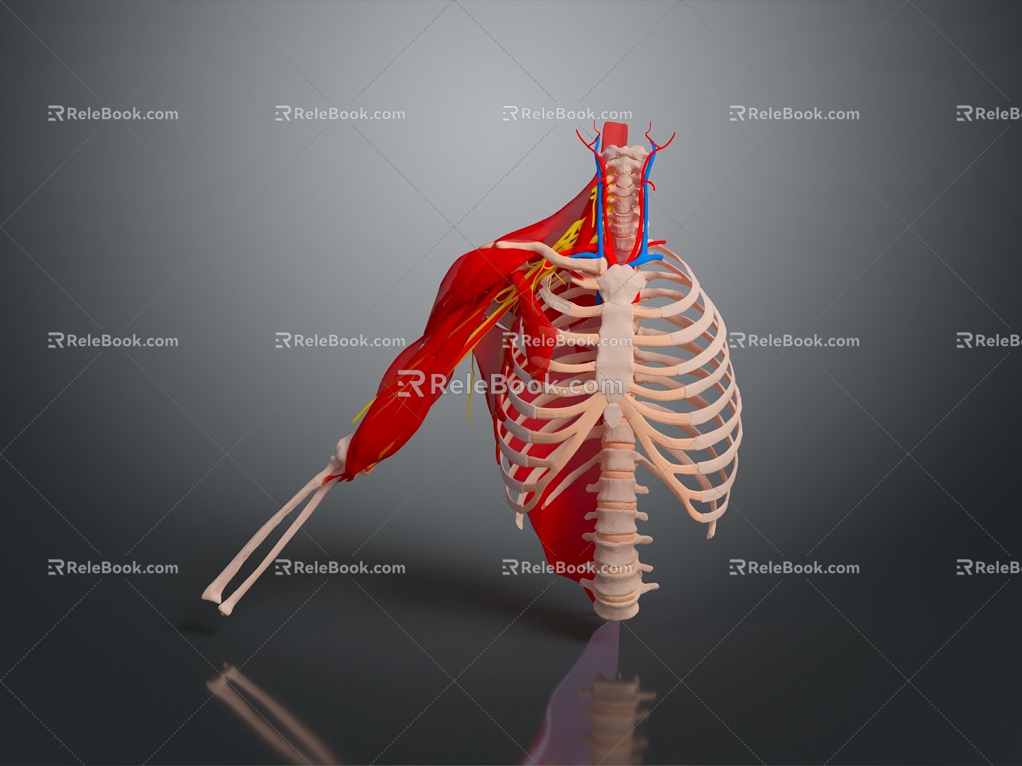 Muscle Human Muscle Human Muscle Human Muscle Tissue Human Organ 3d model