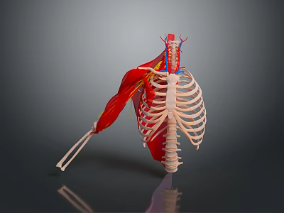Medical Device Human Thorax Anatomical Model With Rib Cage Muscles And Blood Vessels For Education 3d model