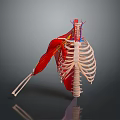 Medical Device Human Thorax Anatomical Model With Rib Cage Muscles And Blood Vessels For Education