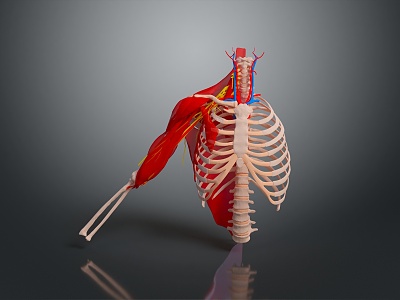 Muscle Human Muscle Human Muscle Human Muscle Tissue Human Organ 3d model