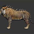 Orange and Black Striped Tiger With Spiked Mane Standing On Dark Reflective Surface