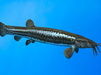 Striped Catfish Swimming Gracefully in Blue Water with Whisker Like Barbels 3d model