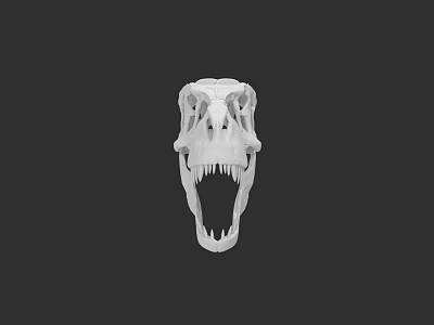 Reptile Dinosaur Skull Model With White Bone Structure On Black Background 3d model