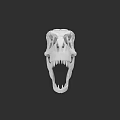 Reptile Dinosaur Skull Model With White Bone Structure On Black Background