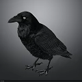 Realistic Black Crow with Detailed Feathers Sharp Claws and Shiny Eyes isolated on Gray Background
