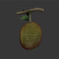 Fresh Durian Fruit With Spiky Green Exterior And Wooden Stem On Dark Background
