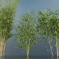 Various Bamboo Plants With Green Leaves And Tall Stems In Natural Environment