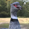 Gray Flying Bird With Red Beak And Long Pink Legs Standing On Grassland