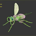 Vibrant Yellow and Black Wasp with Transparent Wings and Slender Legs on Dark Surface