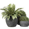 Bonsai Potted Plants With Textured Black Pots And Green Foliage For Indoor Decor