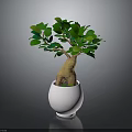 Indoor Decorative Plant with Lush Green Leaves in White Ceramic Pot for Home Decoration