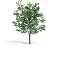 Lush Green Arbor Tree with Brown Trunk Dense Foliage and Shadow on White Background 3d model