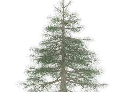 Lush Tall Pine Tree With Green Needles And Thick Trunk Branches 3d model