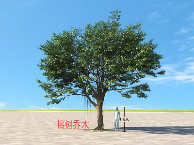 Tall Banyan Arbor With Large Green Canopy Standing On Open Paved Ground Under Blue Sky 3d model