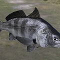 Detailed Black and Silver Striped Fish with Large Eyes and Sharp Teeth as Aquatic Animal