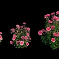 Beautiful Pink And White Blooming Flowers With Lush Green Leaves In Garden