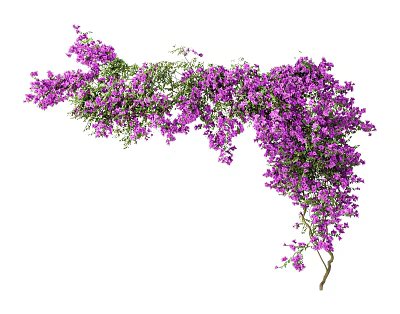 Purple Hanging Vine Flowers With Lush Blooms For Home Garden Decor 3d model