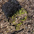 Garden Ornament Old Tree Stump Covered with Green Moss Surrounded by Fallen Leaves and Stones