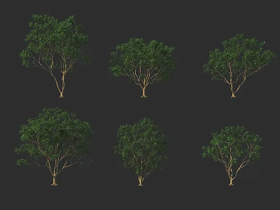 Various Forms of Trees with Green Leaves and Brown Trunks on Black Background 3d model