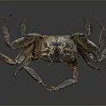 Dark Brown Aquatic Crab with Hard Shell and Long Claws Isolated on Smooth Dark Background
